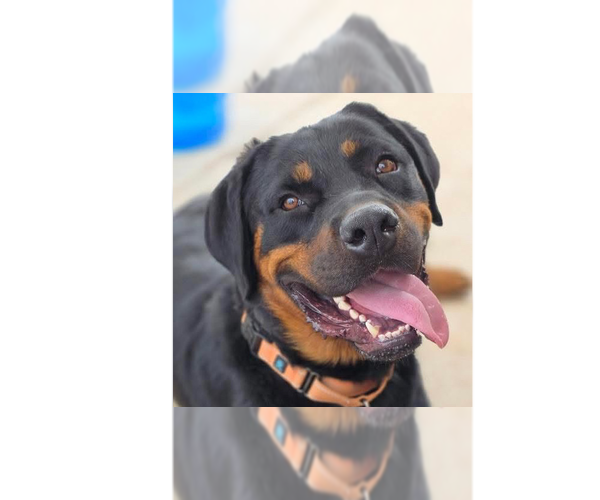 Medium Photo #13 Rottweiler Puppy For Sale in Gilbert, AZ, USA