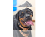 Small #12 Rottweiler