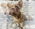 Small Photo #9 French Bulldog Puppy For Sale in PARADISE VALLEY, AZ, USA
