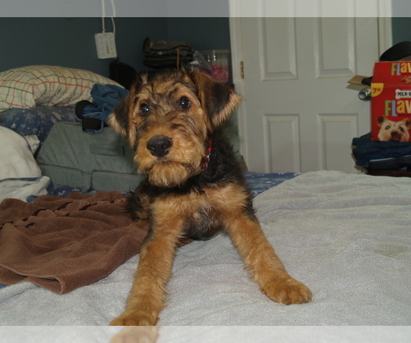 Medium Photo #29 Airedale Terrier Puppy For Sale in CHARLESTOWN, IN, USA