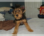 Small Photo #29 Airedale Terrier Puppy For Sale in CHARLESTOWN, IN, USA
