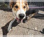 Small English Foxhound Mix