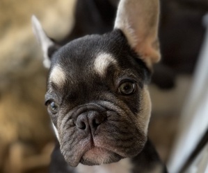 French Bulldog Puppy for Sale in SANTA BARBARA, California USA