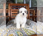 Maverick - Male Mal-Shi Puppy for Sale - Photo #5
