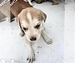 Labrador Retriever-Unknown Mix Dogs for adoption in Houston, TX, USA