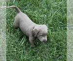 Small #2 Labrador Retriever
