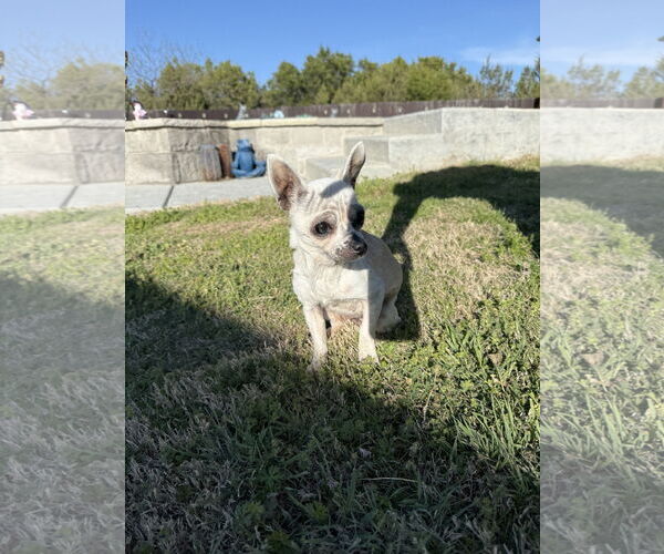 Medium Photo #11 Chihuahua Puppy For Sale in Boonton, NJ, USA