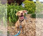 Small #28 Labrador Retriever Mix