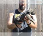 Small #19 Presa Canario