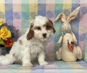 Cavapoo Puppy for sale in LANCASTER, PA, USA