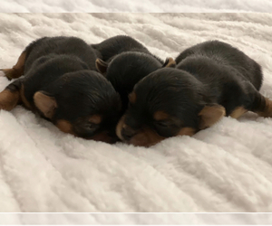 Yorkshire Terrier Puppy for sale in SOUTH WALTHAM, MA, USA