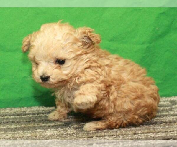Medium Photo #2 Poodle (Toy) Puppy For Sale in SHAWNEE, OK, USA