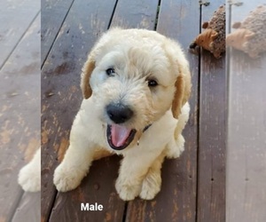 Labradoodle Puppy for sale in CLARKESVILLE, GA, USA