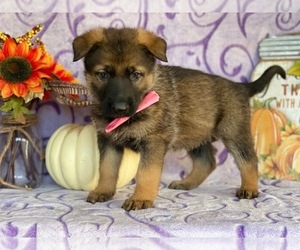 German Shepherd Dog Puppy for sale in LANCASTER, PA, USA