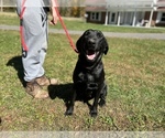 Small Photo #2 Labrador Retriever Puppy For Sale in NEOLA, WV, USA