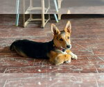 Small #1 Mutt
