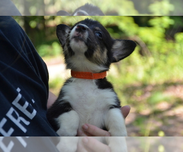 Medium Photo #6 Pembroke Welsh Corgi Puppy For Sale in TUPELO, MS, USA