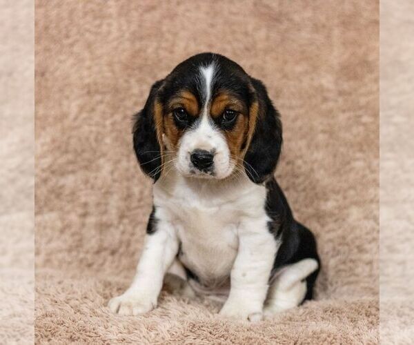 Medium Photo #3 Beaglier Puppy For Sale in READING, PA, USA