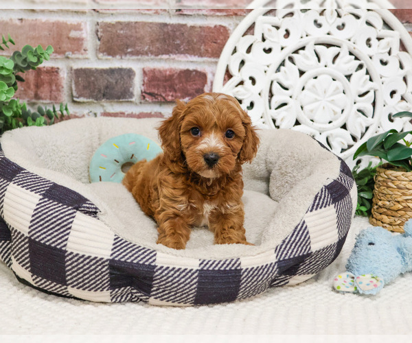 Medium Photo #7 Cavapoo (Miniature) Puppy For Sale in SYRACUSE, IN, USA