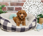 Small #6 Cavapoo (Miniature)
