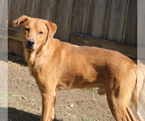 Medium Photo #5 Black Mouth Cur-Labrador Retriever Mix Puppy For Sale in Jackson, MS, USA