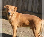 Small #4 Black Mouth Cur-Labrador Retriever Mix