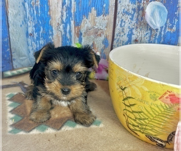 Medium Photo #3 Yorkshire Terrier Puppy For Sale in CASSVILLE, MO, USA
