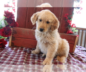 Golden Retriever Puppy for sale in SHILOH, OH, USA