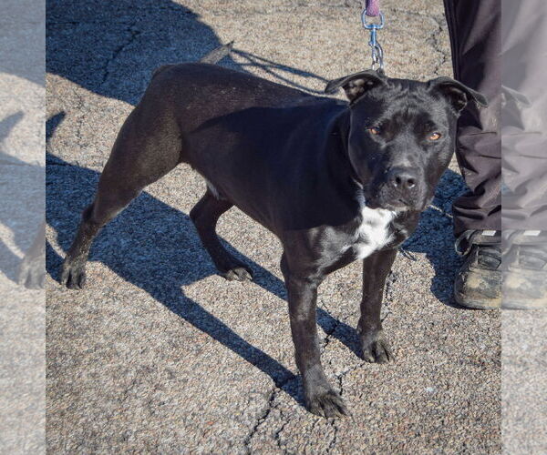 Medium Photo #2 American Bulldog-American Staffordshire Terrier Mix Puppy For Sale in Huntley, IL, USA