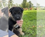 Small Photo #11 Australian Cattle Dog-German Shepherd Dog Mix Puppy For Sale in BRIDGEWATER, VA, USA