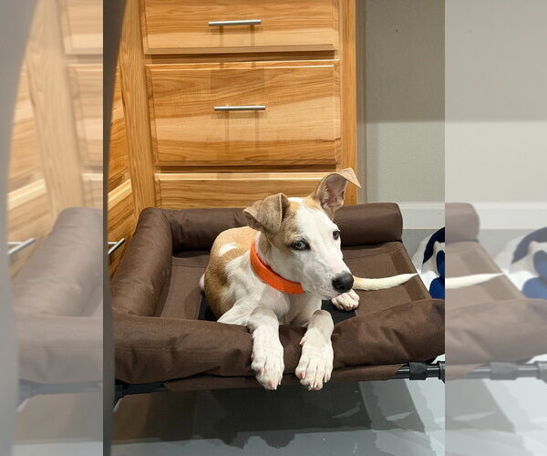 Medium Photo #2 Great Dane Puppy For Sale in Bullard, TX, USA
