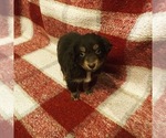 Puppy 6 Australian Shepherd