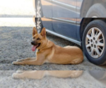 Small Photo #1 German Shepherd Dog-Golden Retriever Mix Puppy For Sale in MODESTO, CA, USA