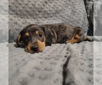 Small Photo #11 Dachshund Puppy For Sale in BON AQUA, TN, USA