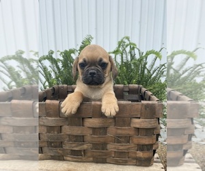 West Highland White Terrier Puppy for sale in GOSHEN, IN, USA