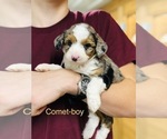 Small Photo #1 Miniature Australian Shepherd-Poodle (Toy) Mix Puppy For Sale in HAMILTON, MI, USA