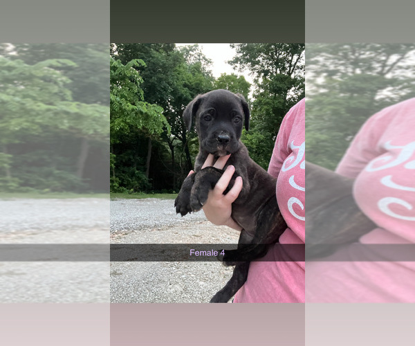 Medium Photo #7 Cane Corso Puppy For Sale in JAMESTOWN, MO, USA