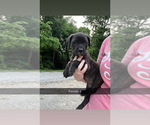 Small #6 Cane Corso