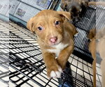 Small #6 Boxer Mix