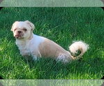Small #2 Shih Tzu
