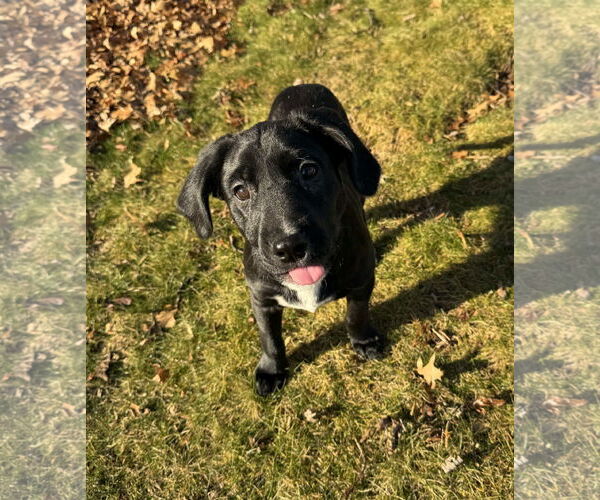 Medium Photo #4 Mutt Puppy For Sale in Cliffwood, NJ, USA