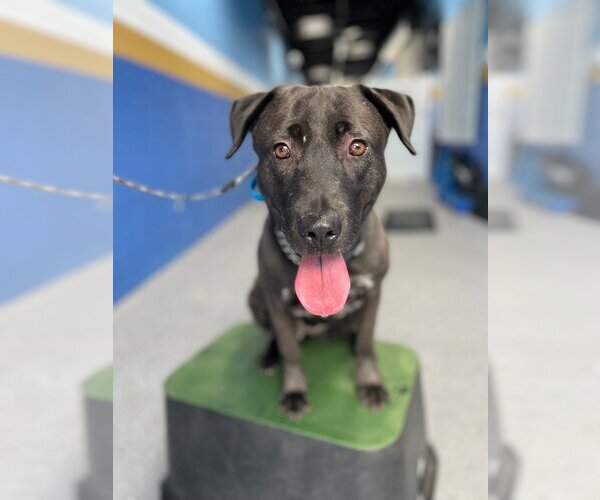 Medium Photo #4 Labrador Retriever-Unknown Mix Puppy For Sale in Lake Forest, CA, USA