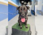 Small #3 Labrador Retriever Mix