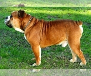 Father of the Olde English Bulldogge puppies born on 10/16/2022