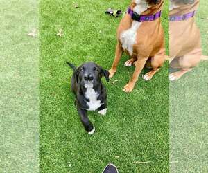 Boxador Dogs for adoption in Costa Mesa , CA, USA