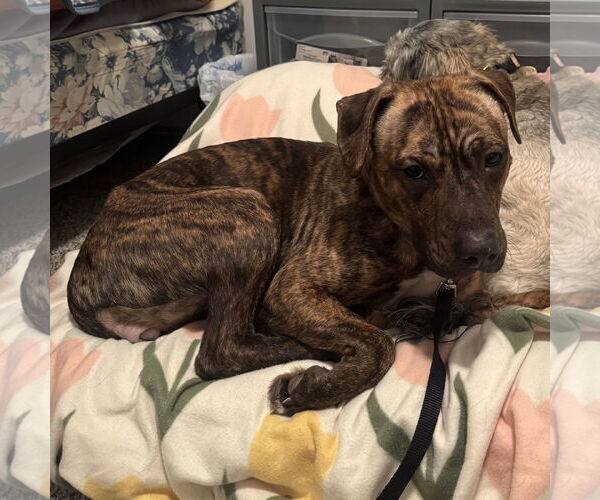 Medium Photo #11 Mutt Puppy For Sale in Fargo, ND, USA