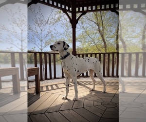 Mother of the Dalmatian puppies born on 01/07/2026