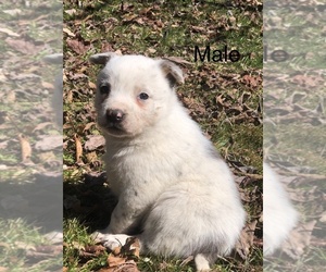 Texas Heeler Puppy for sale in STRUNK, KY, USA