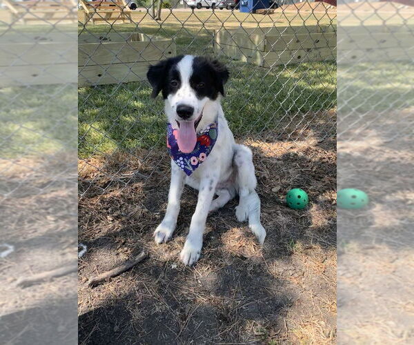 Medium Photo #4 Mutt Puppy For Sale in San Leon, TX, USA
