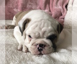 Small #1 English Bulldog